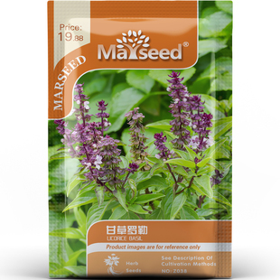 甘草罗勒种子种苗泰式甘草茴香双调绿叶酒红穗花优雅料理香草C158