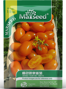 橙色喷泉番茄种子种苗亮眼圆柱多汁蜜甜微酸挂果高产营养蔬菜C008