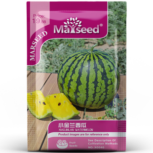 夏日的甜心小金兰礼品西瓜种孑子籽 花皮黄肉口感香甜花园易种植