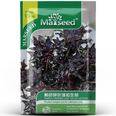 梦幻紫色碎叶沙拉菜脆嫩微甜细碎紫艳摆盘添色彩盆栽好活种孑子籽