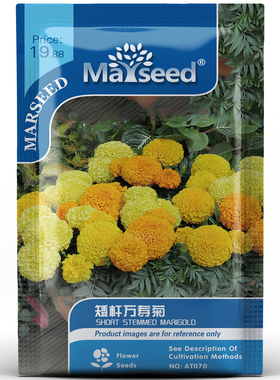 胡杨系列矮杆万寿菊金黄色提亮庭院株型小巧阳台盆栽花卉种子种苗