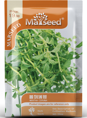 普列薄荷种子种苗柔美粉晕花穗绿叶白茎自然清香居家妙用香草C171