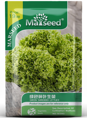 好吃沙拉配菜绿色碎叶生菜细碎翠绿鲜嫩浓郁甜脆春秋盆栽种孑子籽