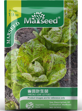 雀斑叶生菜种子种苗泼墨斑纹叶紫红云纹清甜层次回甘沙拉蔬菜C186