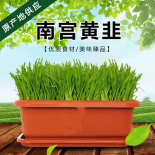 南宫韭菜盆景水培韭菜韭菜根水培蔬菜可食好养活黄韭菜盆栽