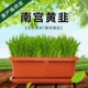 南宫韭菜盆景水培韭菜韭菜根水培蔬菜可食好养活黄韭菜盆栽