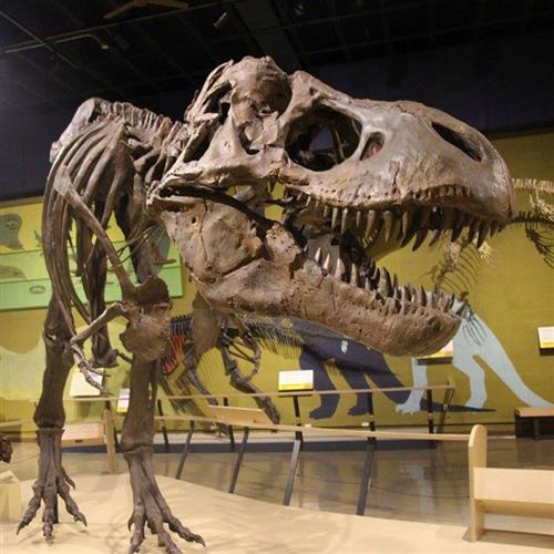 大型仿真恐龙动物化石骨架模型树脂工艺摆件博物馆奇妙夜霸王龙