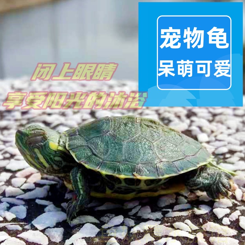 家养小乌龟活宠物学生观赏龟饲养盒桌小型缸好养水龟耐活体幼龟苗