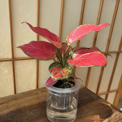 水培吉利红观叶桌面绿植好养
