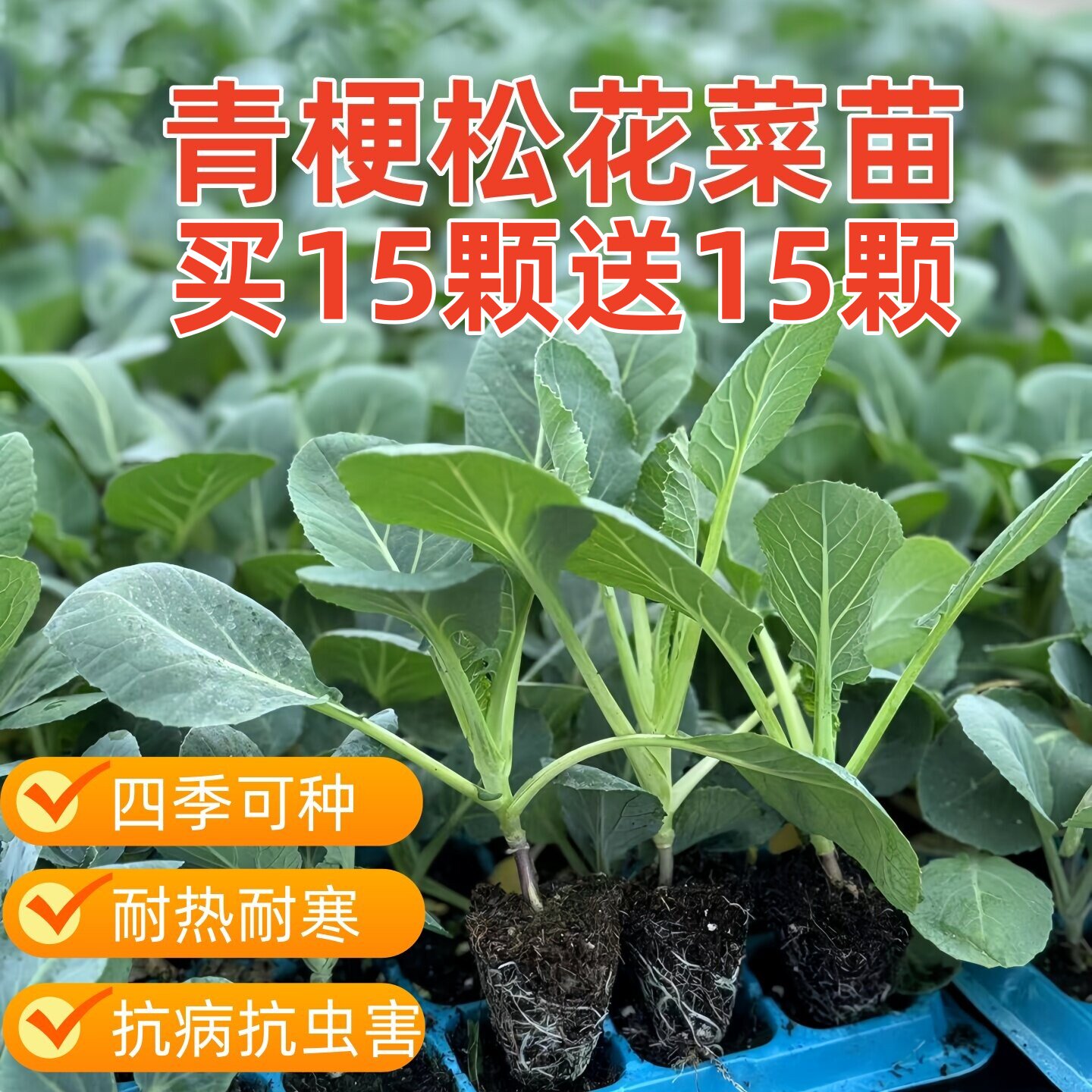 秋冬耐寒青梗松花菜苗西兰花苔苗
