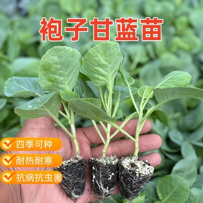 袍子甘蓝苗西兰花苗秧苗青梗花菜牛心包菜苗西蓝花秋冬耐寒蔬菜苗