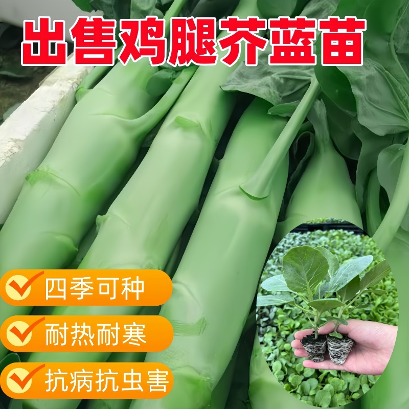 鸡腿芥蓝苗牛心甘蓝苗青梗松花菜苗西兰花苗白菜苗秋冬耐寒蔬菜苗