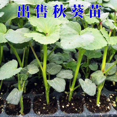 黄秋葵苗红秋葵苗水果秧苗专用蔬菜开花阳台南方春季四季蔬菜秧苗