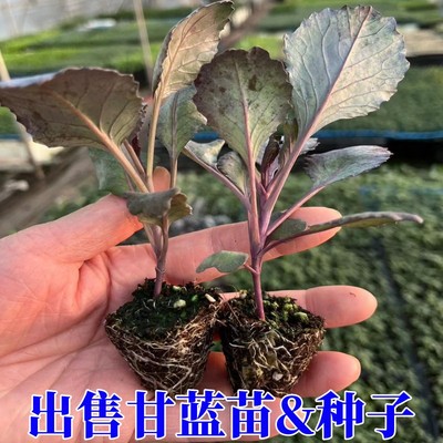 春季紫甘蓝种苗包菜秋冬蔬送肥料