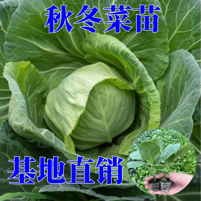 牛心甘蓝苗包菜秋冬菜苗西兰花苗