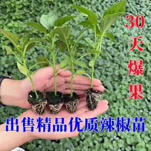 辣椒苗秧苗皱薄皮甜椒线椒树苗蔬菜苗西红柿茄子南方黄瓜盆栽种苗