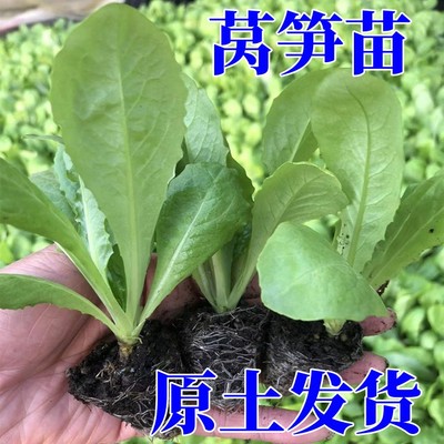 莴笋苗莴苣蔬菜秧苗青皮秋冬耐寒