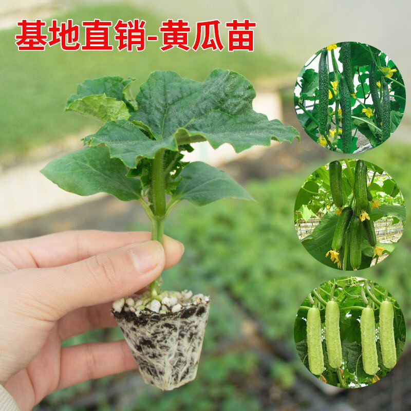 黄瓜苗荷兰水果玉女黄瓜苗甜瓜西瓜苗丝瓜南瓜小番茄子苗青瓜秧苗