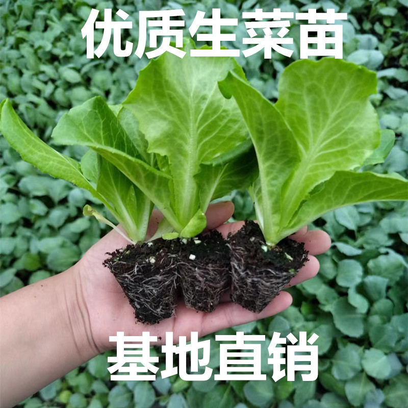奶油生菜苗种子秧四季秋冬耐寒