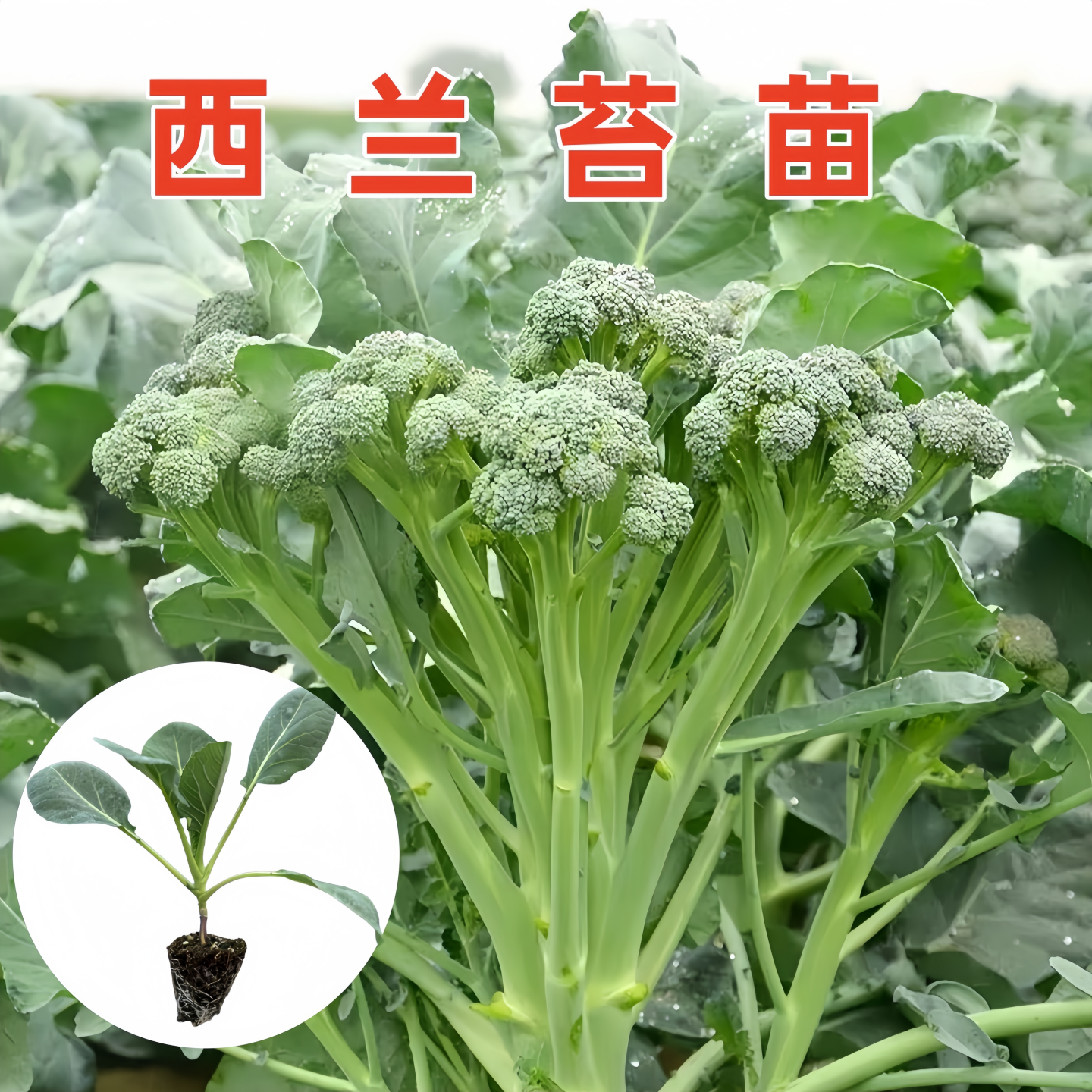 甜杆西兰苔秧苗带土耐寒菜心青梗松花菜西兰花秧苗甘蓝秋冬蔬菜苗