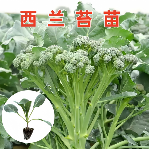 西兰苔秧苗带土耐寒菜心青梗松花
