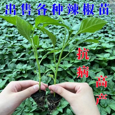 辣椒苗阳台秧苗皱薄皮青椒灯笼甜椒线椒树苗小番茄西红柿茄子种苗