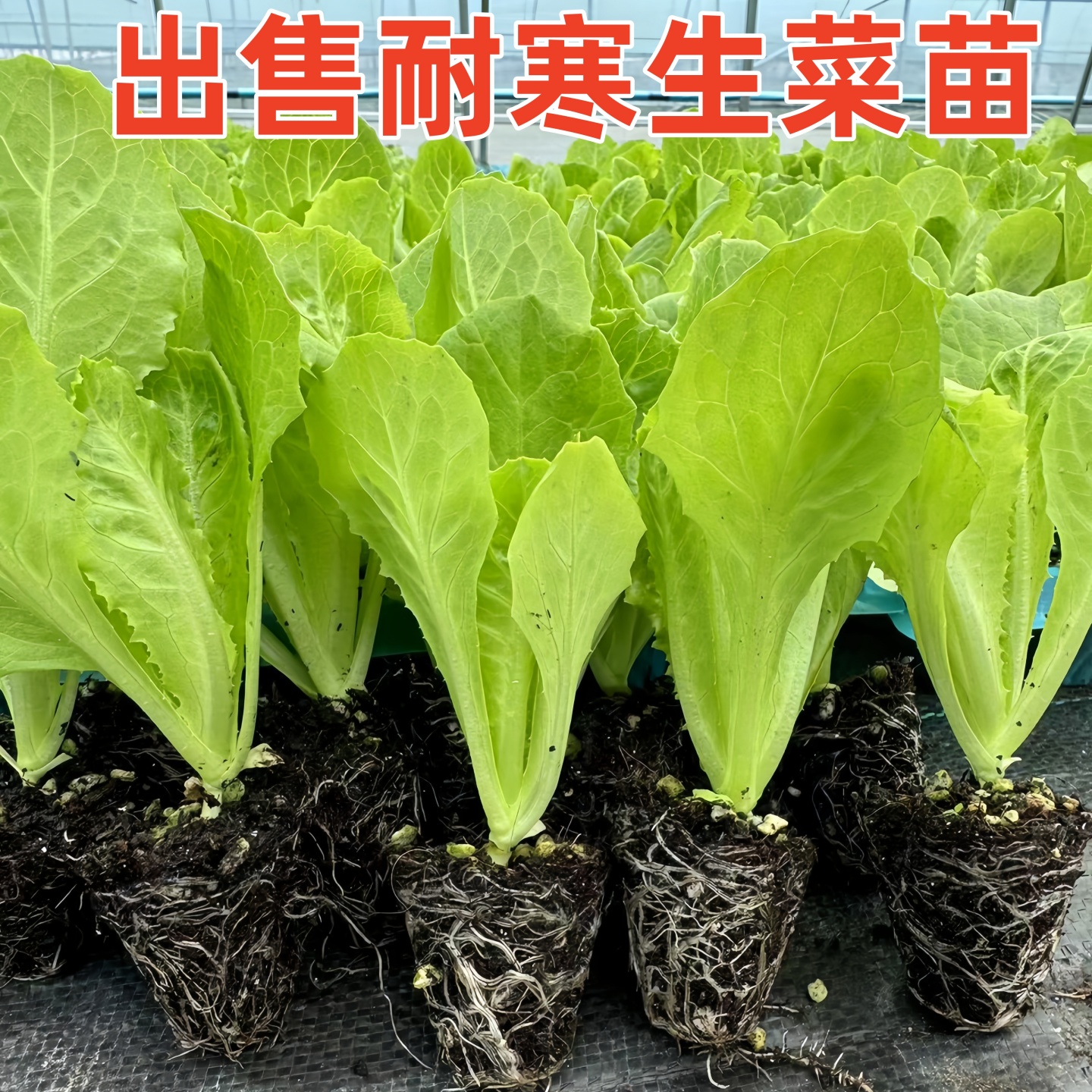 抽苔生菜秧苗四季秋冬耐寒种子阳台庭院种秧苗紫叶生菜种孑蔬菜苗