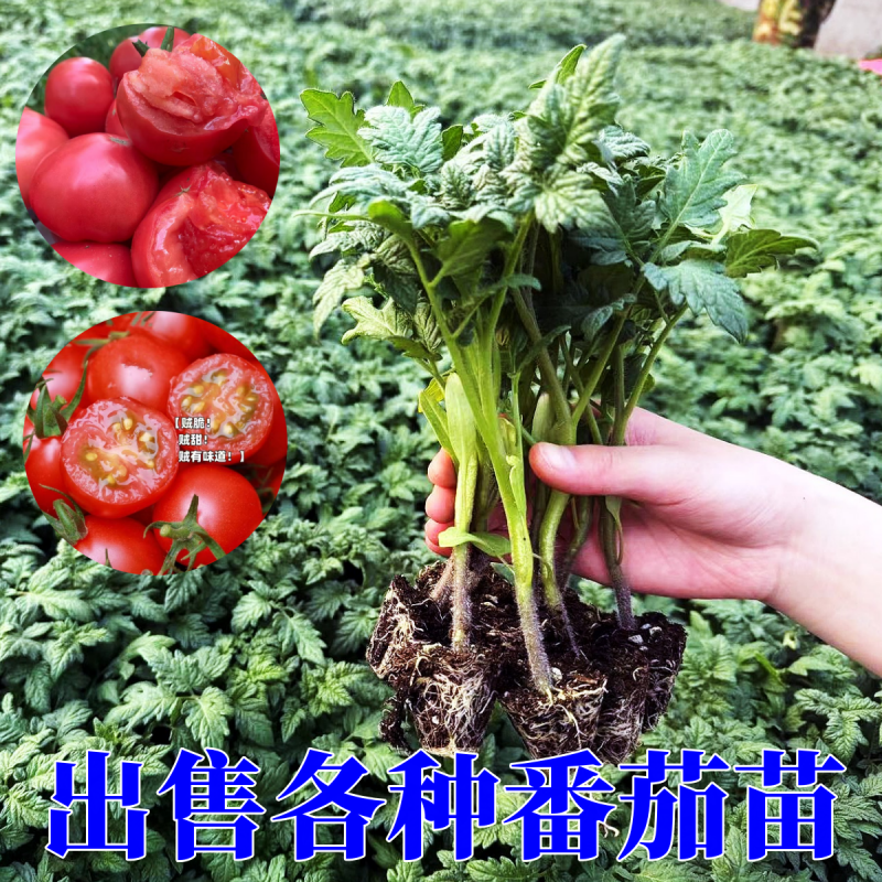 番茄苗南方超甜水果小番茄秧四季
