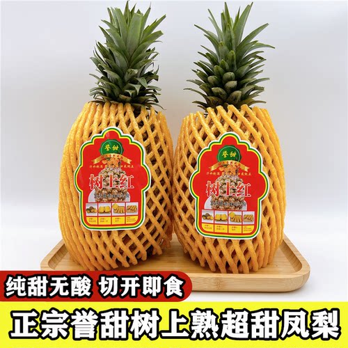 誉甜正宗引种树上熟凤梨大果