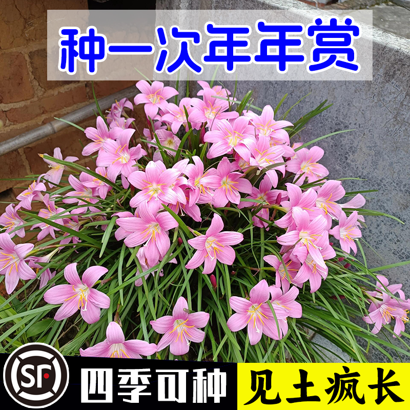 水培土培风雨兰种球盆栽郁金香室内庭院水仙花卉绿植物苗耐寒耐热