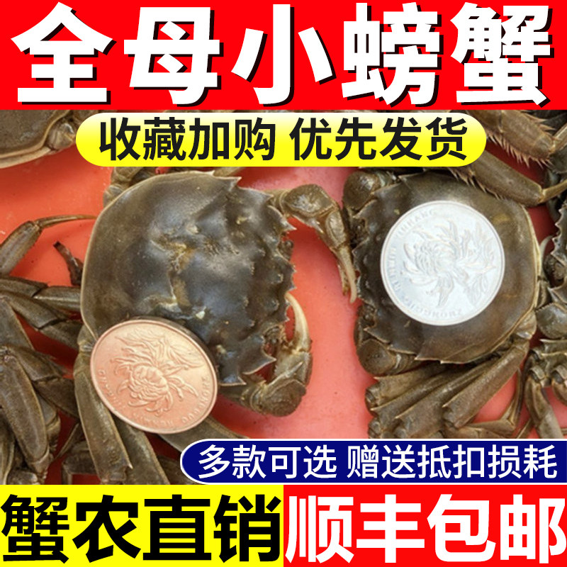 全母螃蟹大闸蟹鲜活蟹小螃蟹现货一元蟹六月黄全公清水河蟹稻田蟹