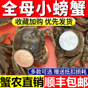 全母螃蟹大闸蟹鲜活蟹小螃蟹现货一元蟹六月黄全公清水河蟹稻田蟹