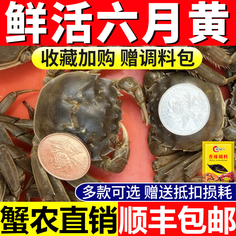 六月黄螃蟹大闸蟹鲜活蟹小螃蟹现货一元蟹全公蟹清水河蟹稻田蟹
