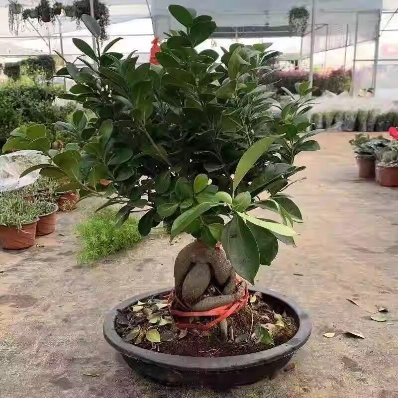 人参小叶榕树盆景大型老桩提根树苗办招财树水培金钱绿植盆栽花卉