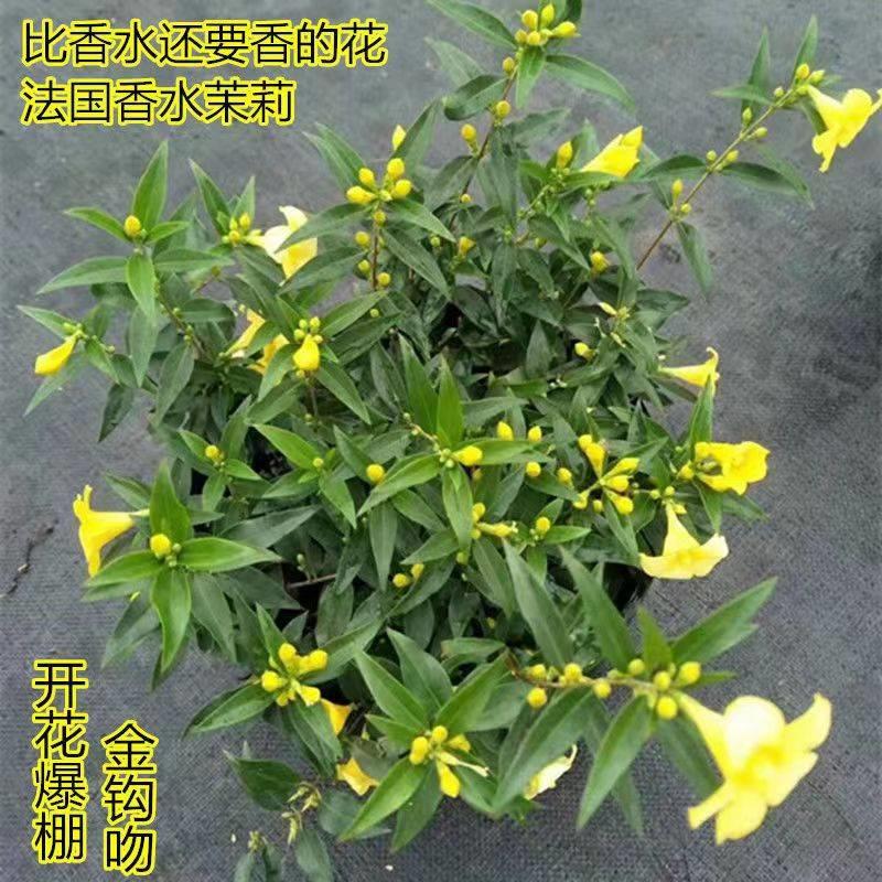 法国香水茉莉花盆栽阳台