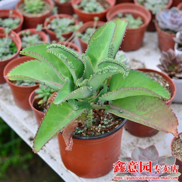 多肉植 落地生根  不死鸟 办公室植物 室内花卉 易成活耐旱