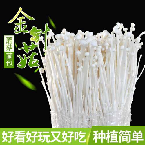 可食用蘑菇菌包种植口蘑