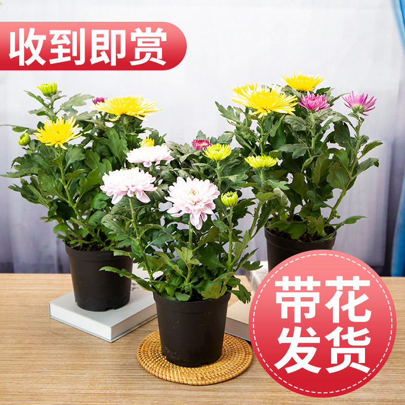 姬小菊盆栽带花苞小雏菊开花阳台室内外花卉玛格丽特菊花小苗图片