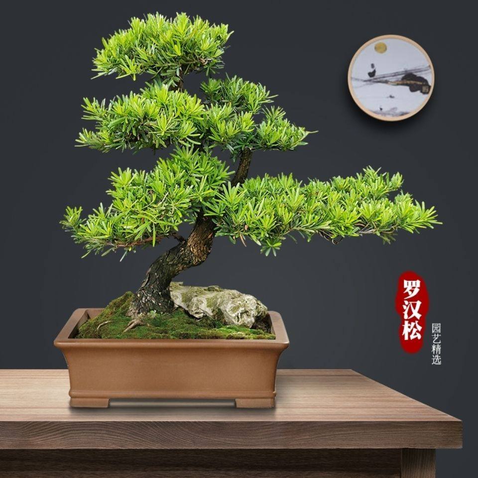 悬崖松盆栽迎客松盆景真树客厅绿植四季松树罗汉松造型花卉植物