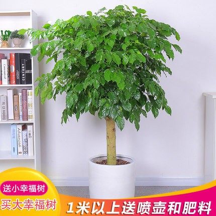 幸福树大树 平安树幸福树客厅大盆栽办公室绿植盆栽绿宝室内盆景