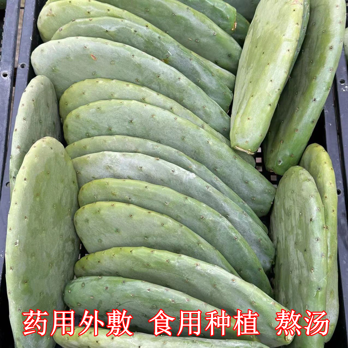正宗米邦塔可食用仙人掌叶药用外敷煮水内服绿色种植美容灌肤多肉