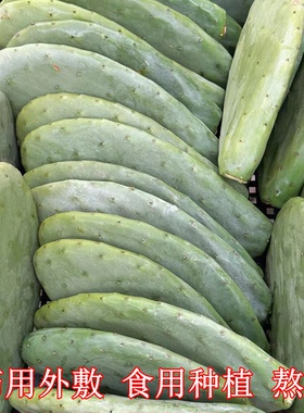 正宗米邦塔可食用仙人掌叶药用外敷煮水内服绿色种植美容灌肤多肉