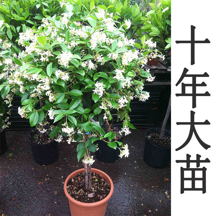 银丝风车茉莉花苗四季开花爬藤盆栽花卉植物室内蔷薇茉莉月季庭院