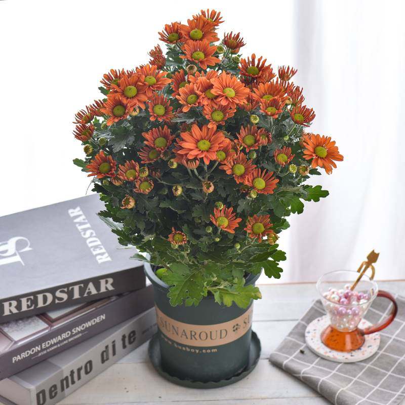 荷兰菊盆栽带花苞四季开花阳台庭院好养菊花盆栽花种耐高低温绿植