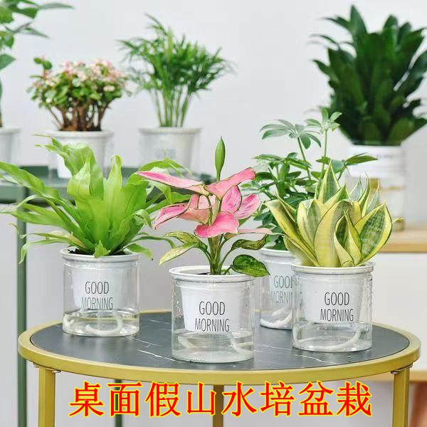 桌面水培植物盆栽金虎小绿植碧玉植物盆栽鸟巢蕨发财树假山植物