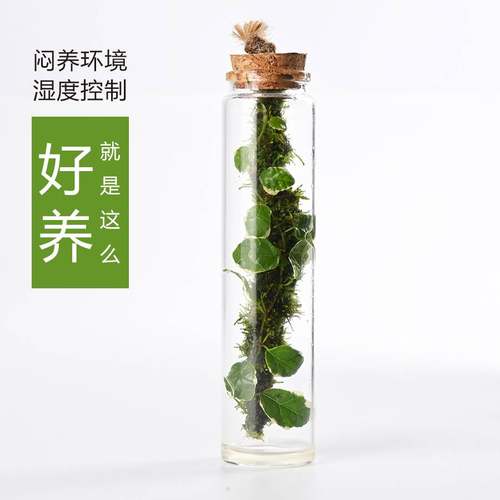 苔藓微景观生态瓶花叶薛荔桌面