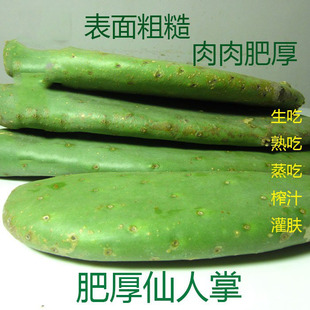 正宗米邦塔仙人掌新鲜可食用仙人掌药用外敷仙人掌食用仙人掌中药