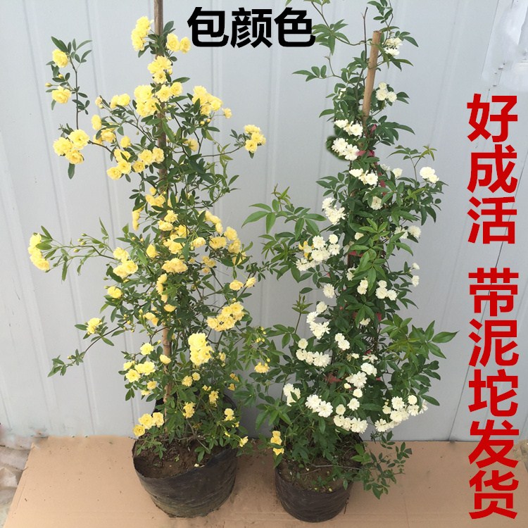 木香花苗七里香盆栽爬藤植物浓香四季甜蜜红木香花苗蔷薇攀援花卉