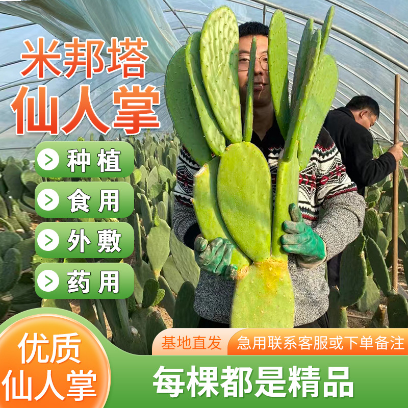 仙人掌盆栽可食用无刺仙人掌绿植中药米邦塔新鲜美容墨西哥仙人掌