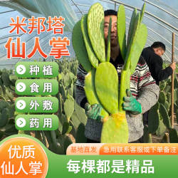 仙人掌盆栽可食用无刺仙人掌绿植中药米邦塔新鲜美容墨西哥仙人掌